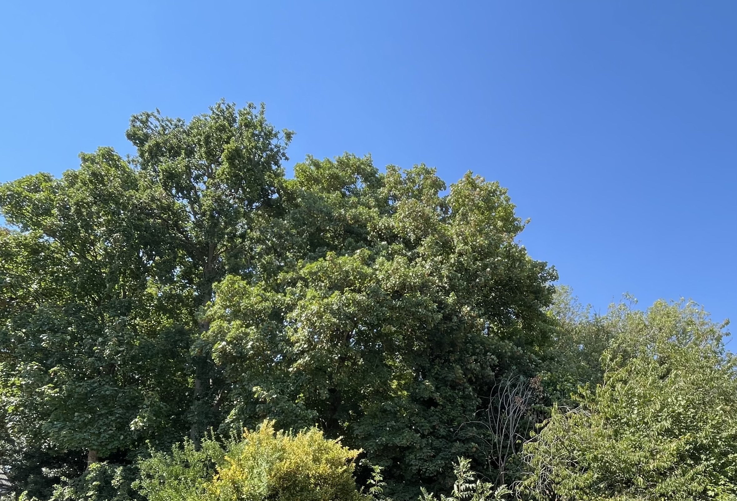 The woodland is under attack again!